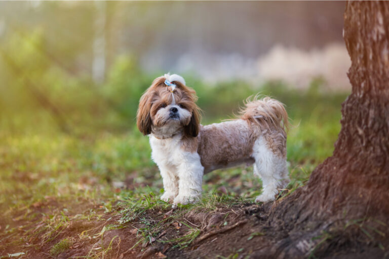 cute shih tzu standing in the wood