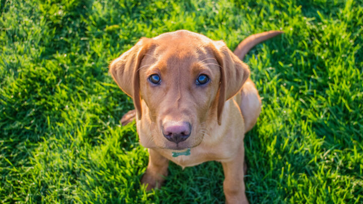 Top 5 Best Fox Red Labrador Breeders In The U.S.