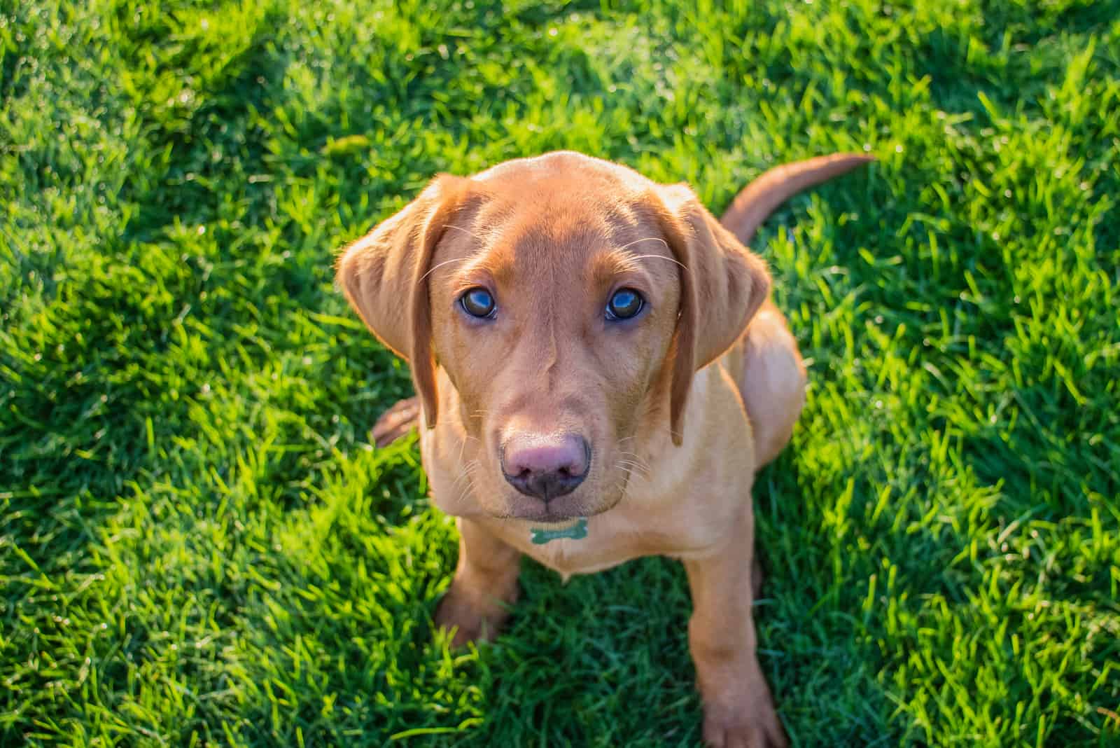 fox red labrador retriever sitting on grass and looking up
