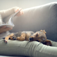 dog sleeping on woman's lap