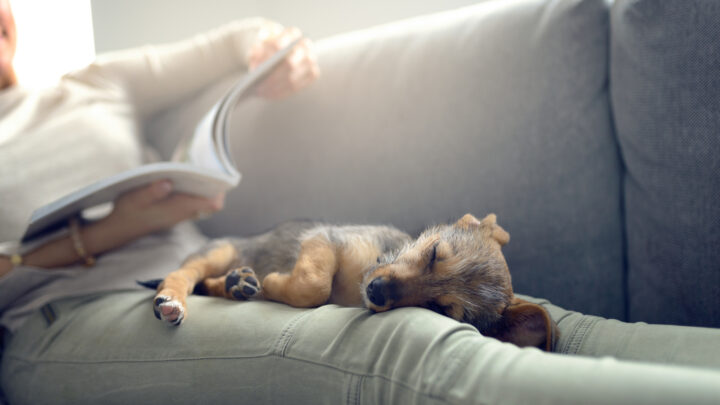 Why Do Dogs Sleep With Their Bum Facing You? 10 Reasons Why