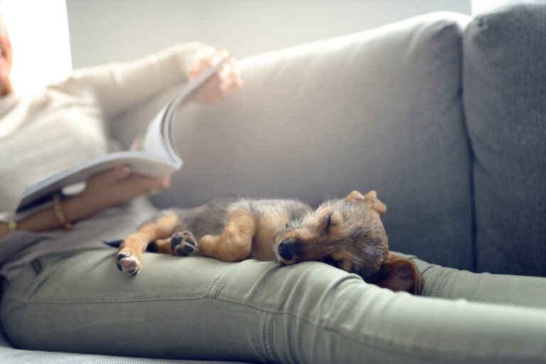 dog sleeping on woman's lap