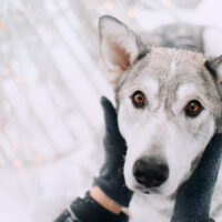 owner holding dog's head because dog’s ears are cold