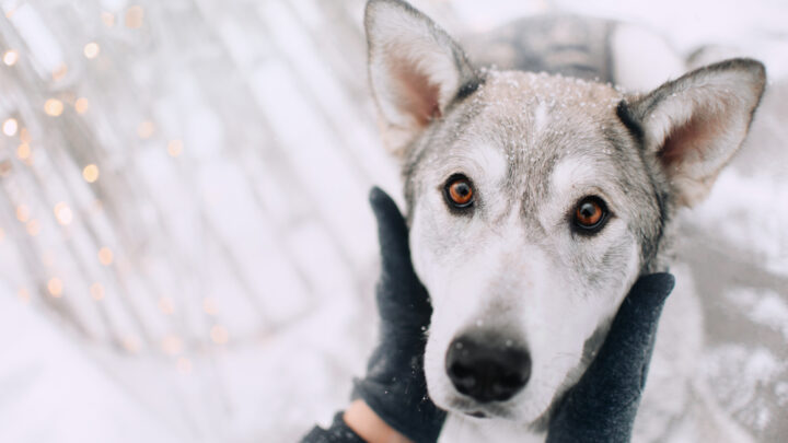 Why Your Dog’s Ears Are Cold And What You Can Do About It