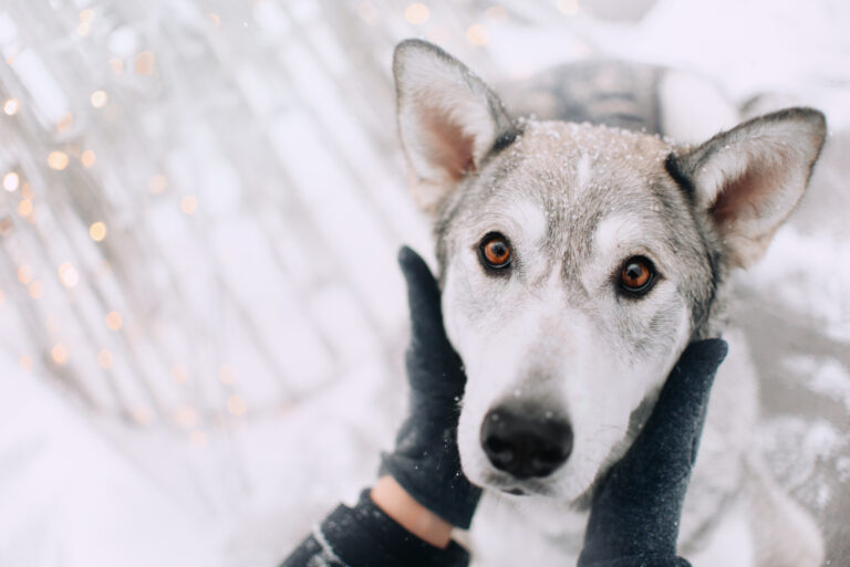 owner holding dog's head because dog’s ears are cold