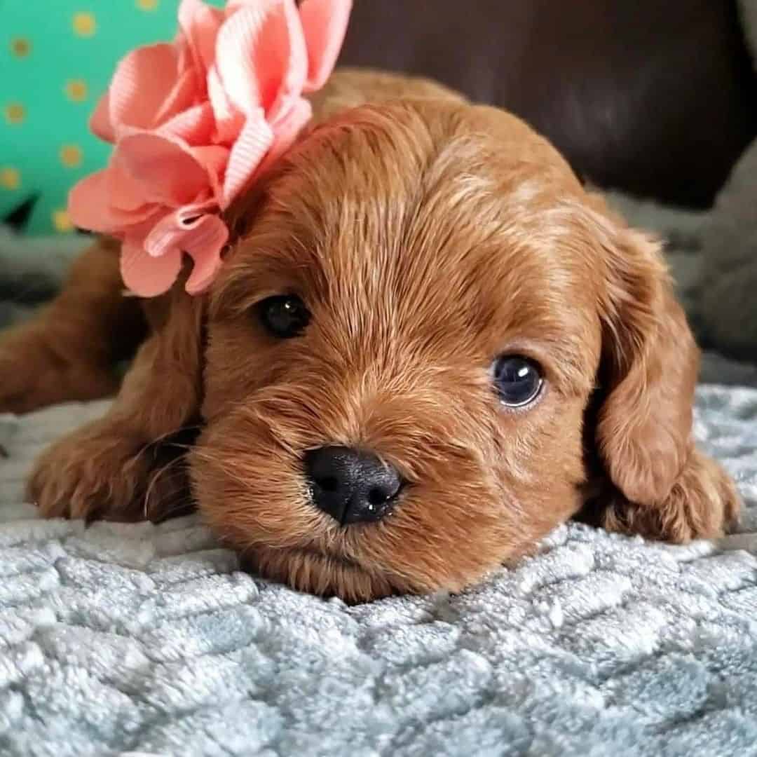 adorable cavapoo puppy with flower on ear