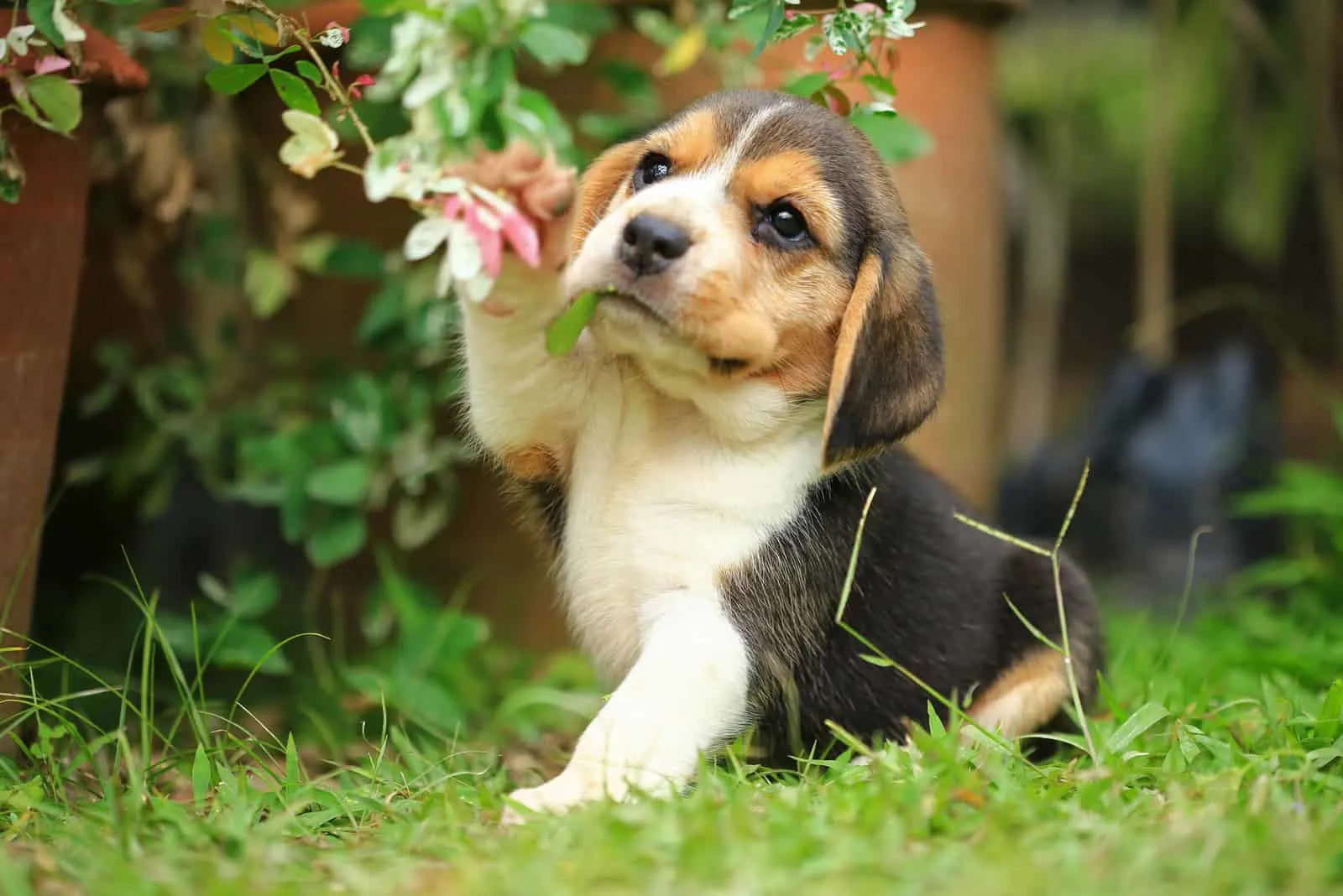 beagle puppie playing outdoor with plant