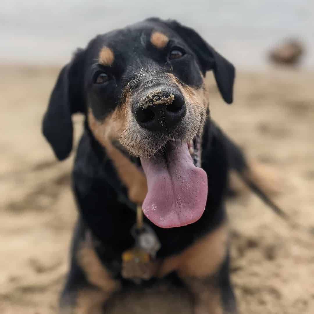 black and tan labrador