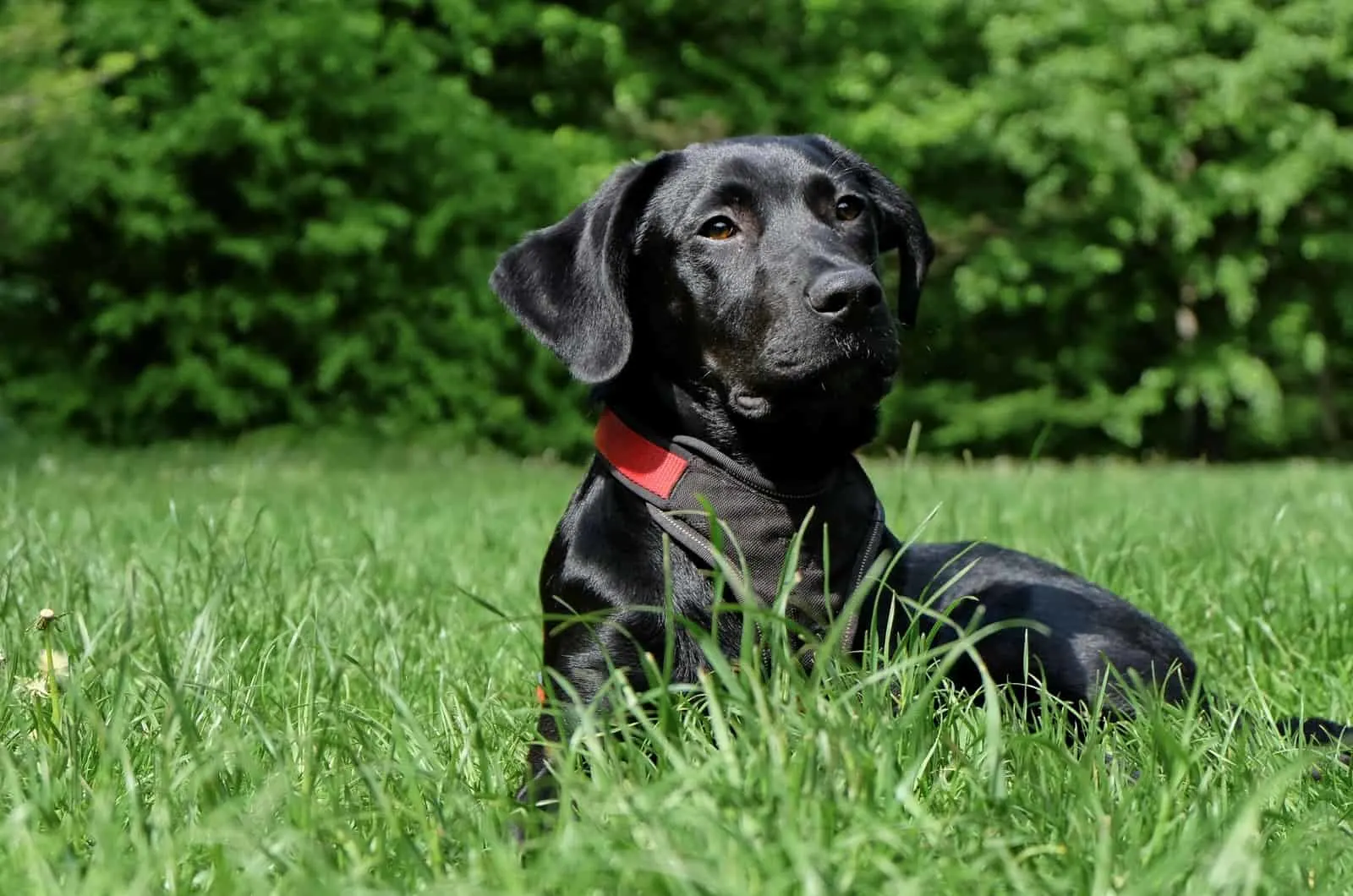 black labrador lying in grass