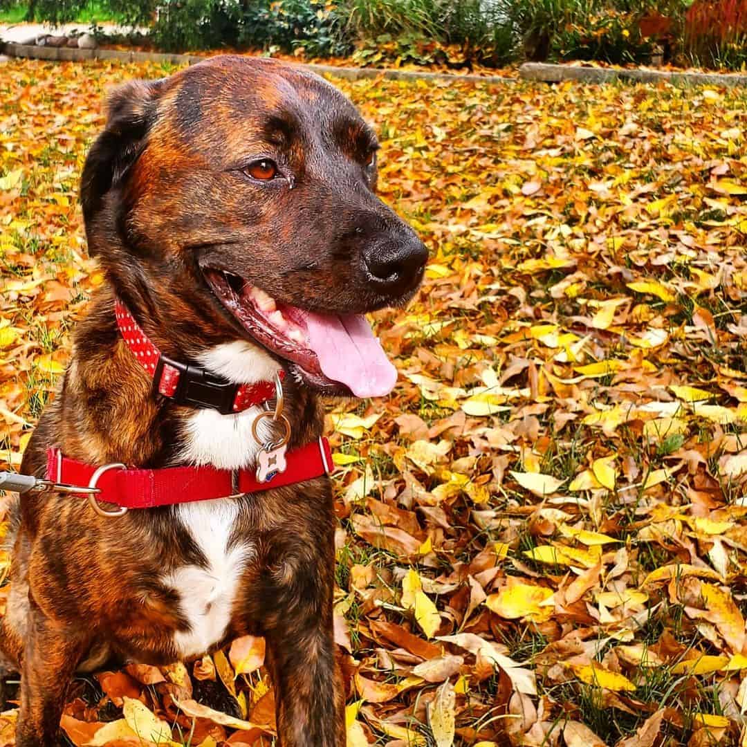 brindle labrador in a park
