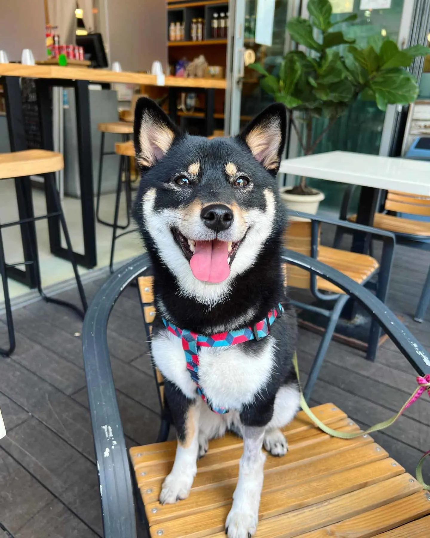 cheerful black shiba inu on the chair