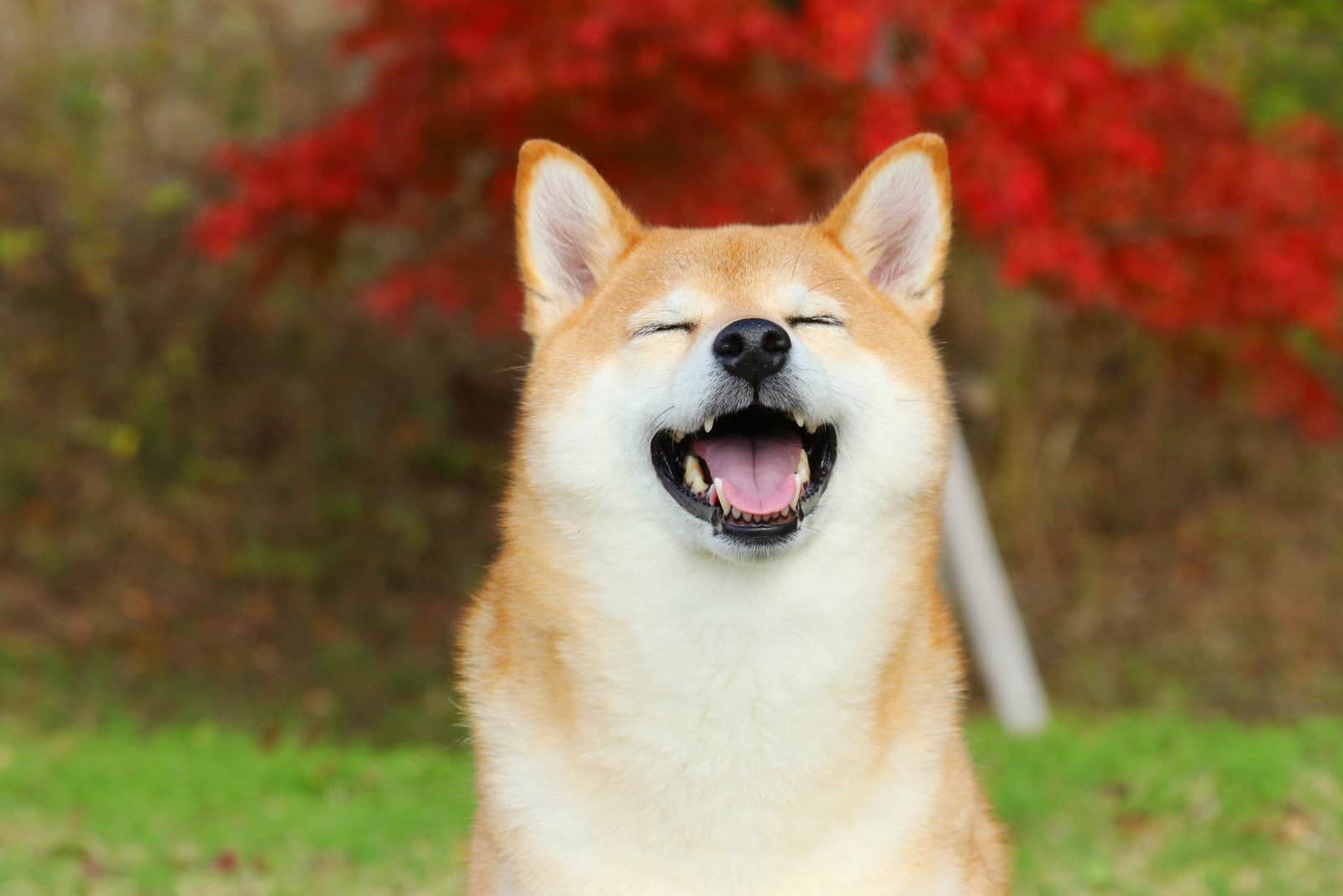 cheerful shiba inu enjoying the sun outdoor