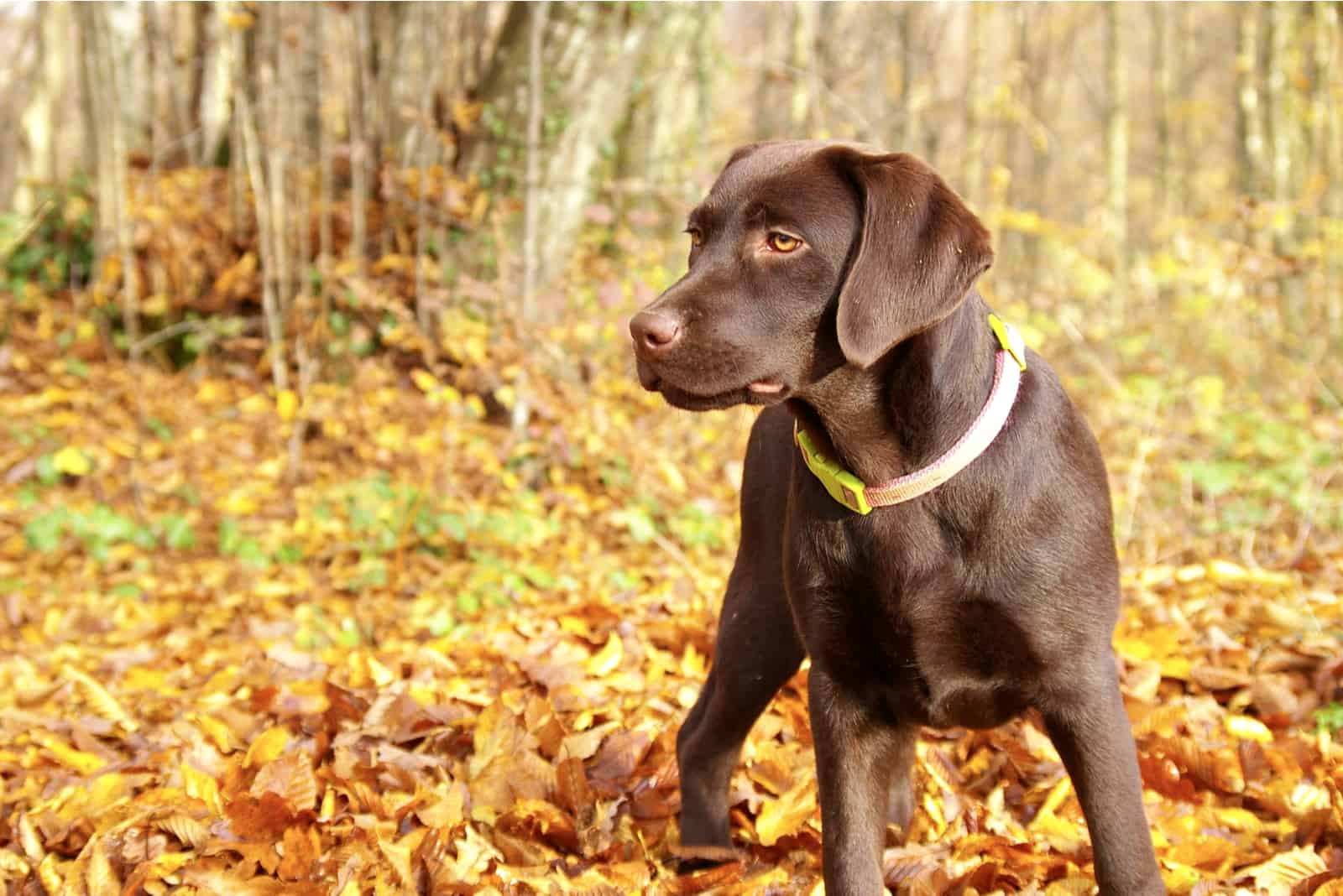 chocolate lab photographed in nature