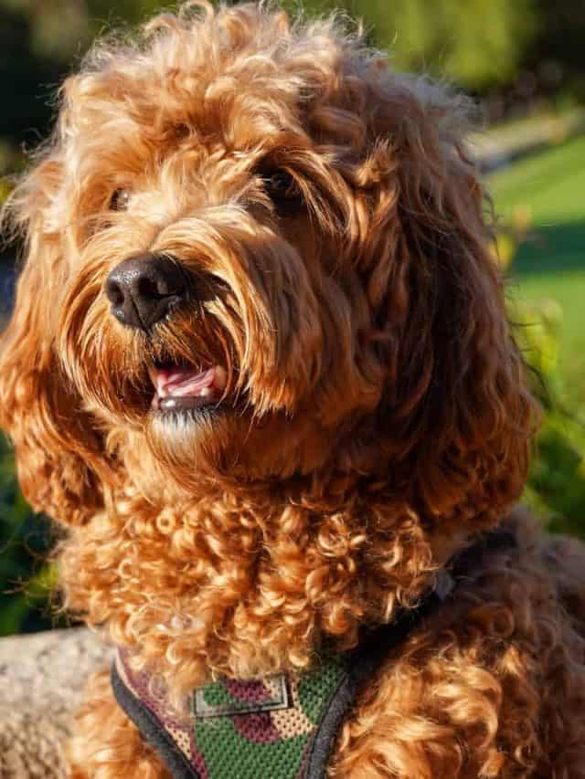 Are Cavapoos Hypoallergenic? 5 Facts About Their Coats PupVine