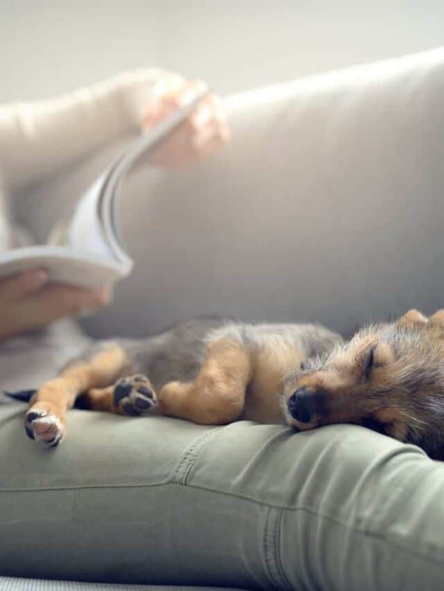 Why Do Dogs Sleep With Their Bum Facing You? Story