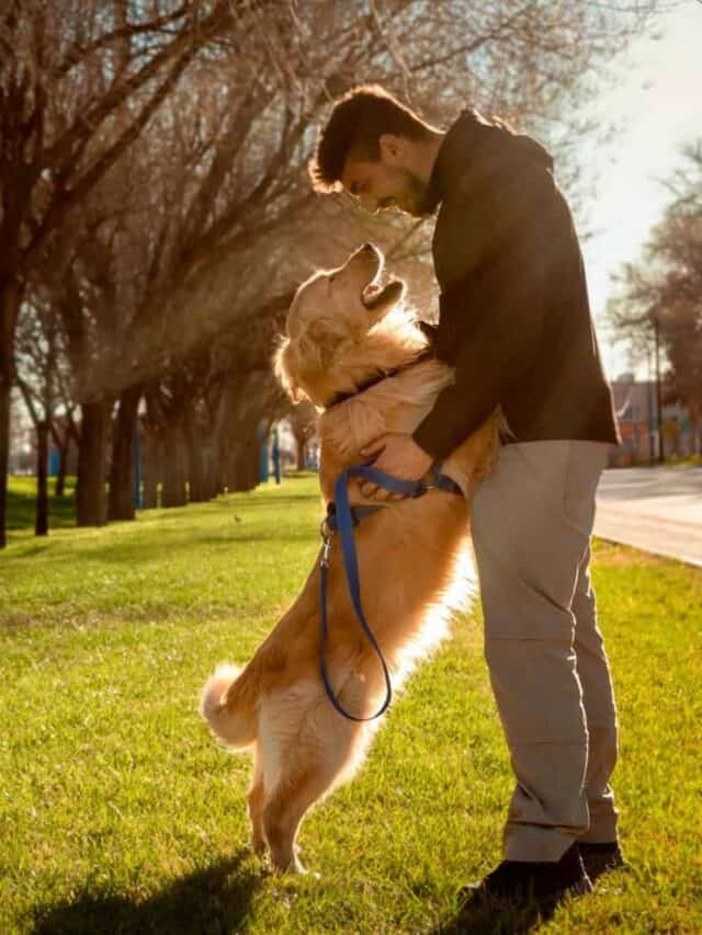 Can Dogs Get Sexually Attracted To Humans? PupVine