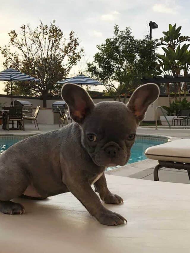 9 Adorable Teacup Dog Breeds Everyone Will Adore PupVine