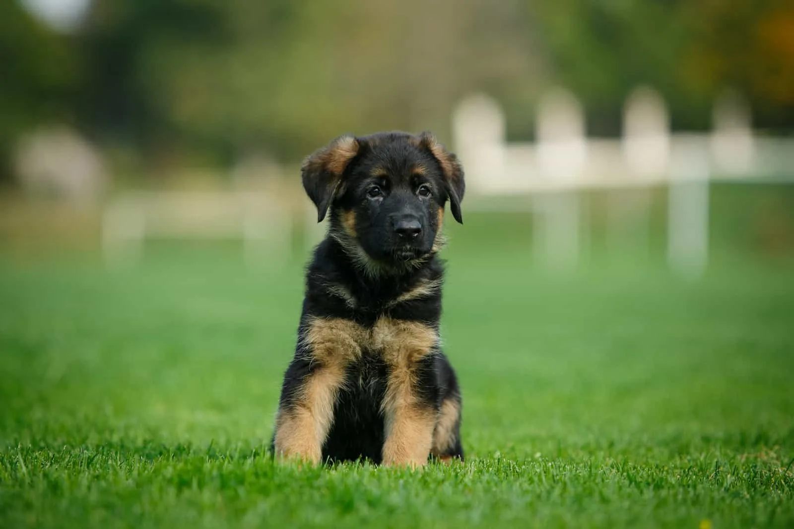 cute German Shepherd puppy in the park on a green lawn