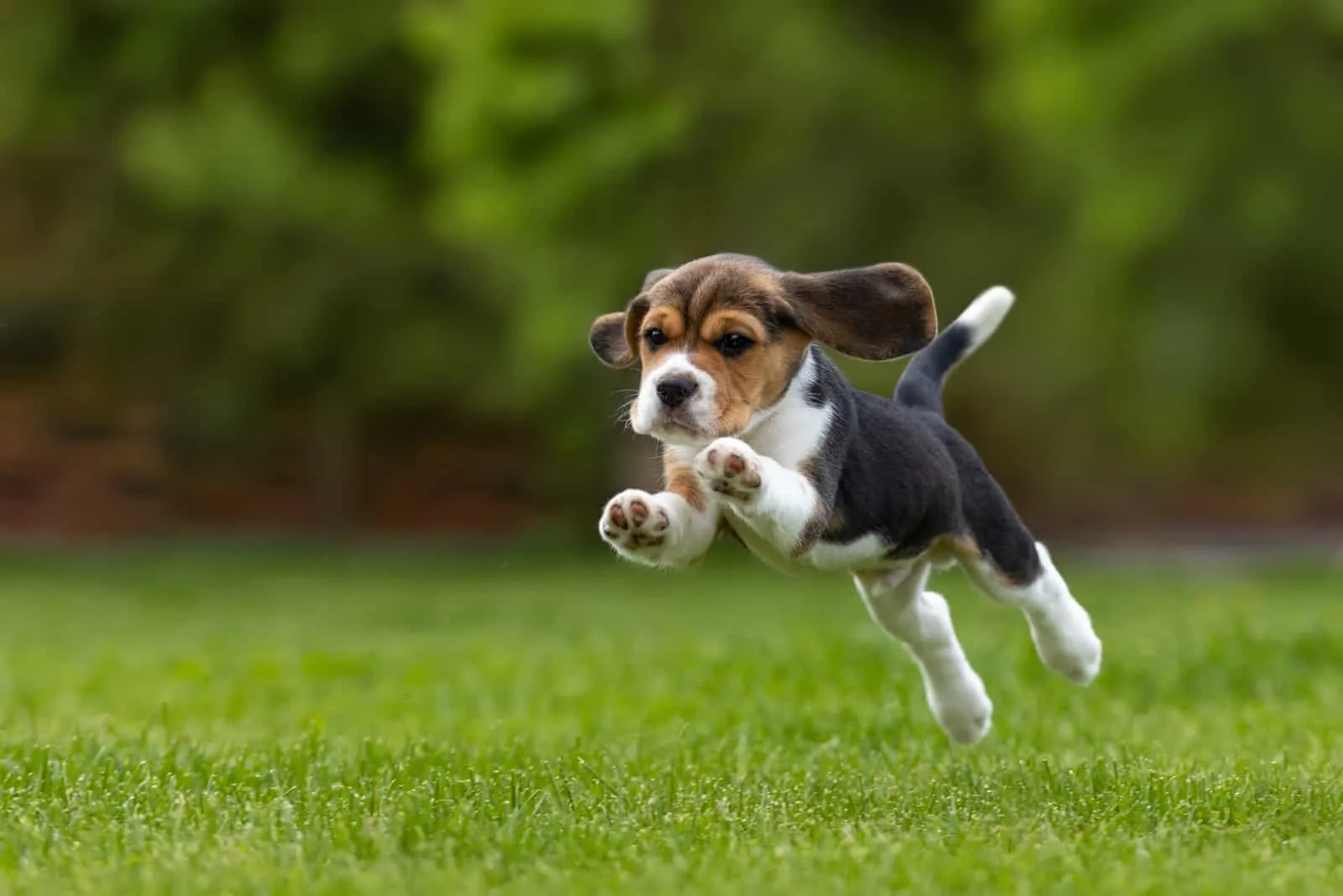cute beagle jumping outdoor
