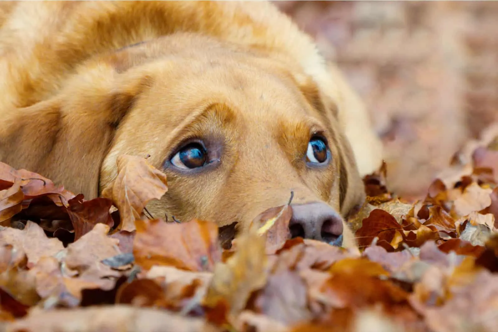 cute fox red labrador puppy in the leaves