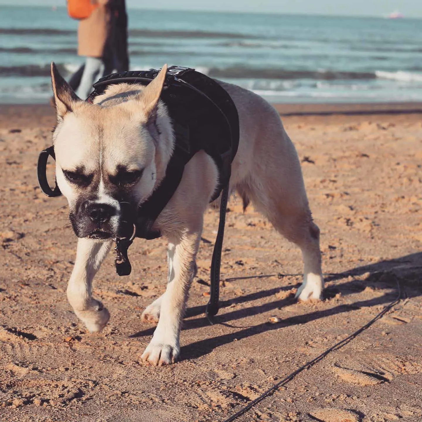 cute french bullsky walking on the beach