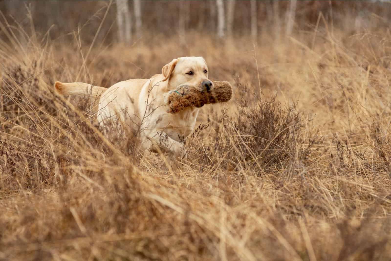 cute golden retriever puppie carrying a piece of wood in mouth
