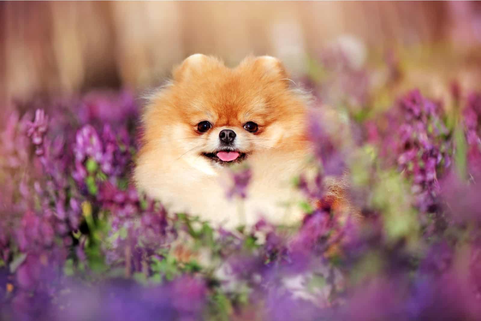 cute pomeranian dog standing in the flower field