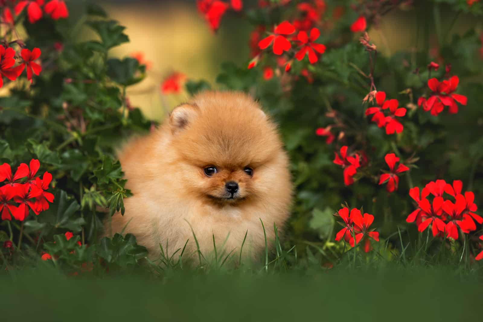 cute pomeranian sitting on the grass between flowers