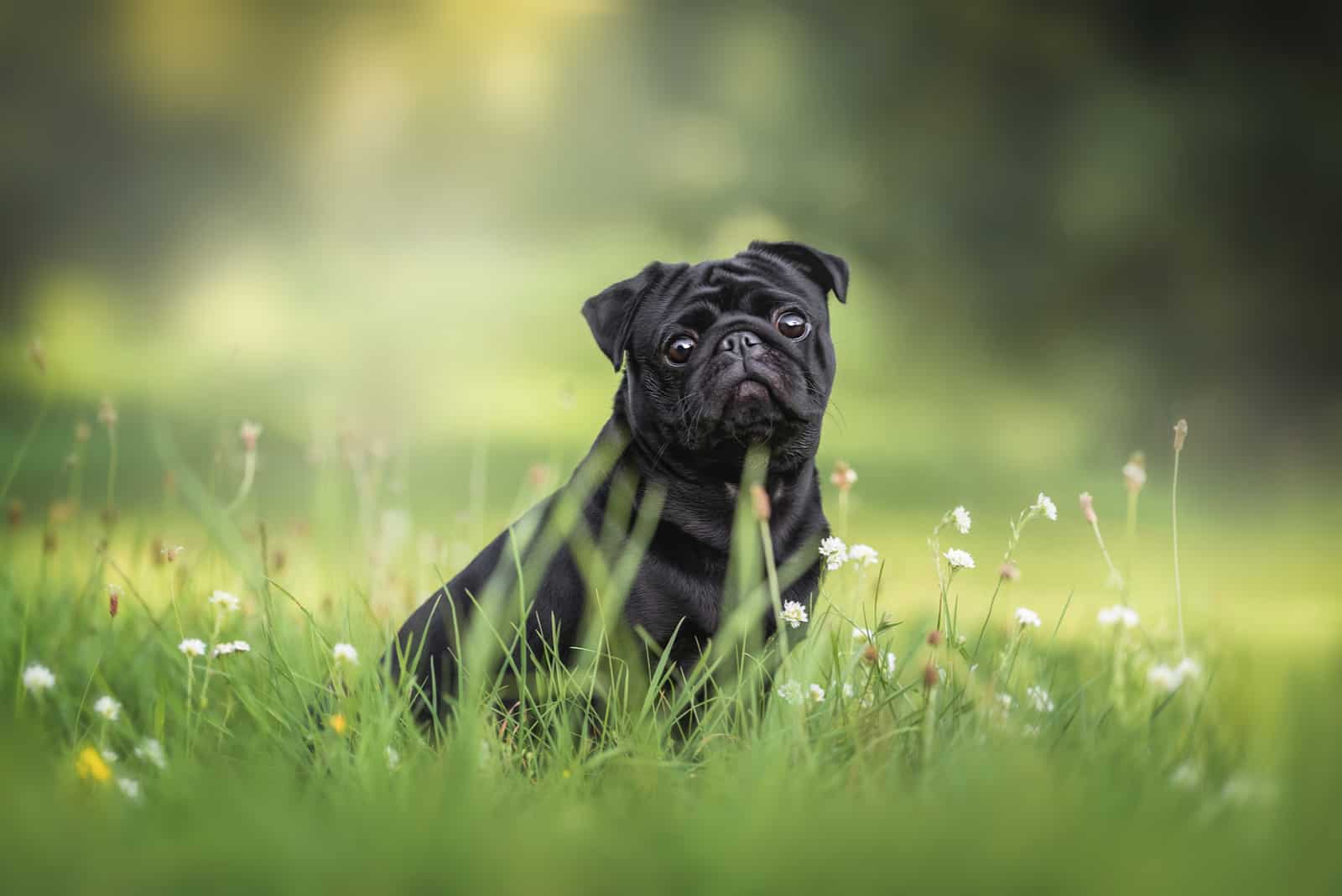 cute pug puppy sitting in meadow