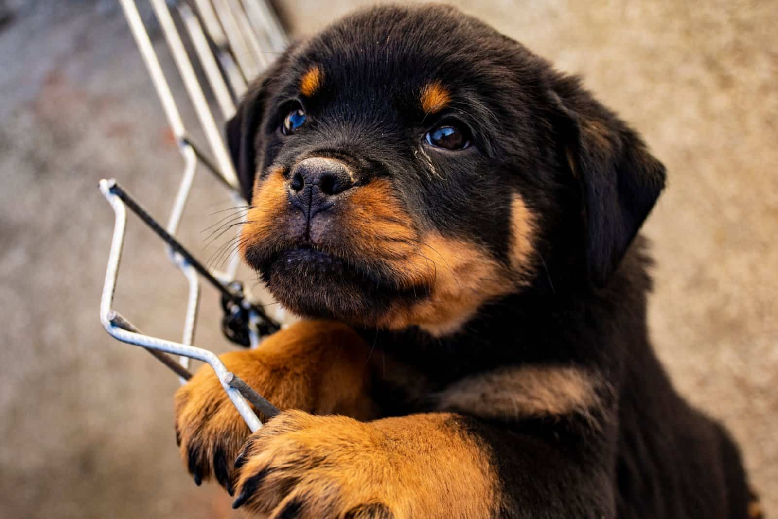 cute rottweiler puppy