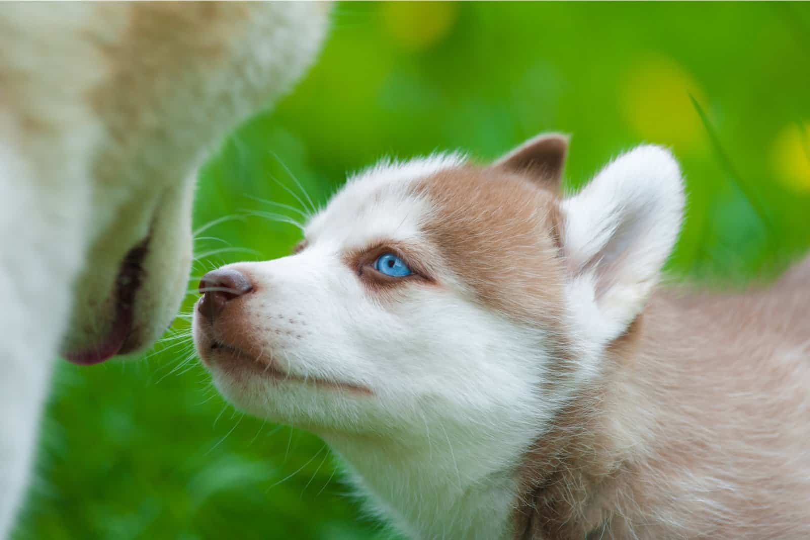cute siberian husky puppy and mother