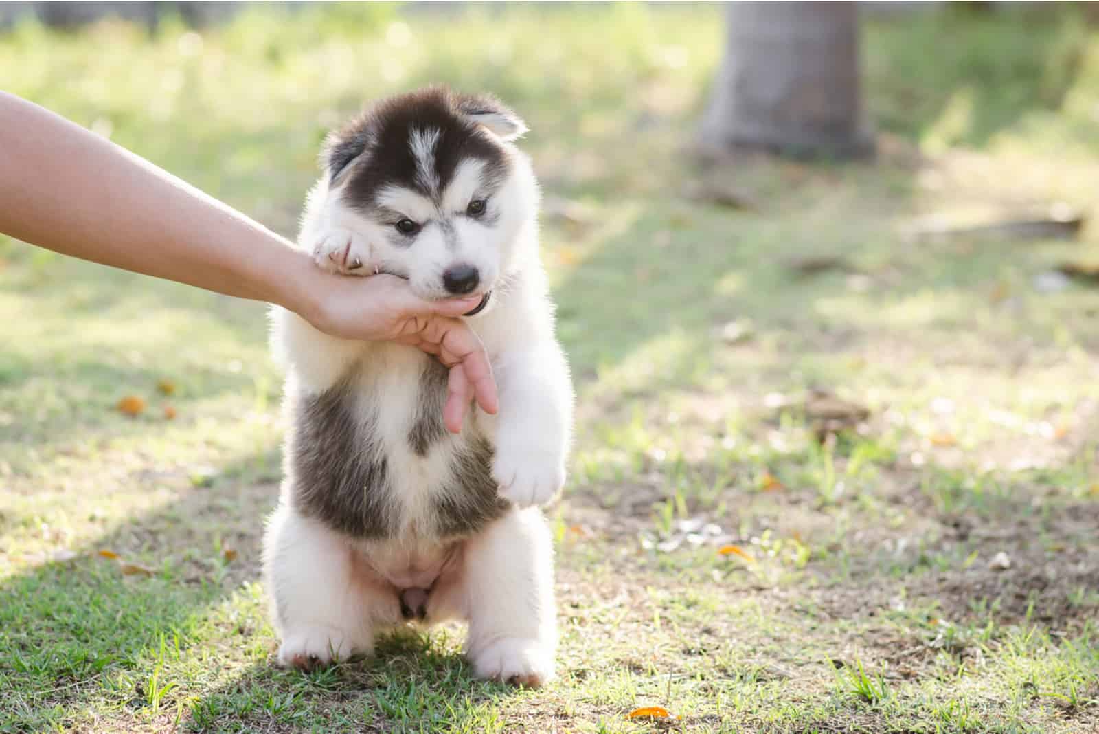 dog biting owner outside