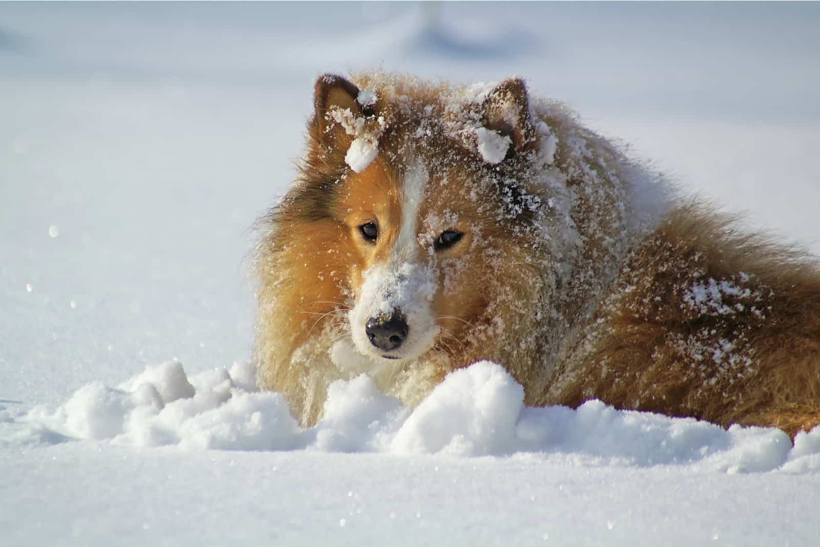 dog covered with snow