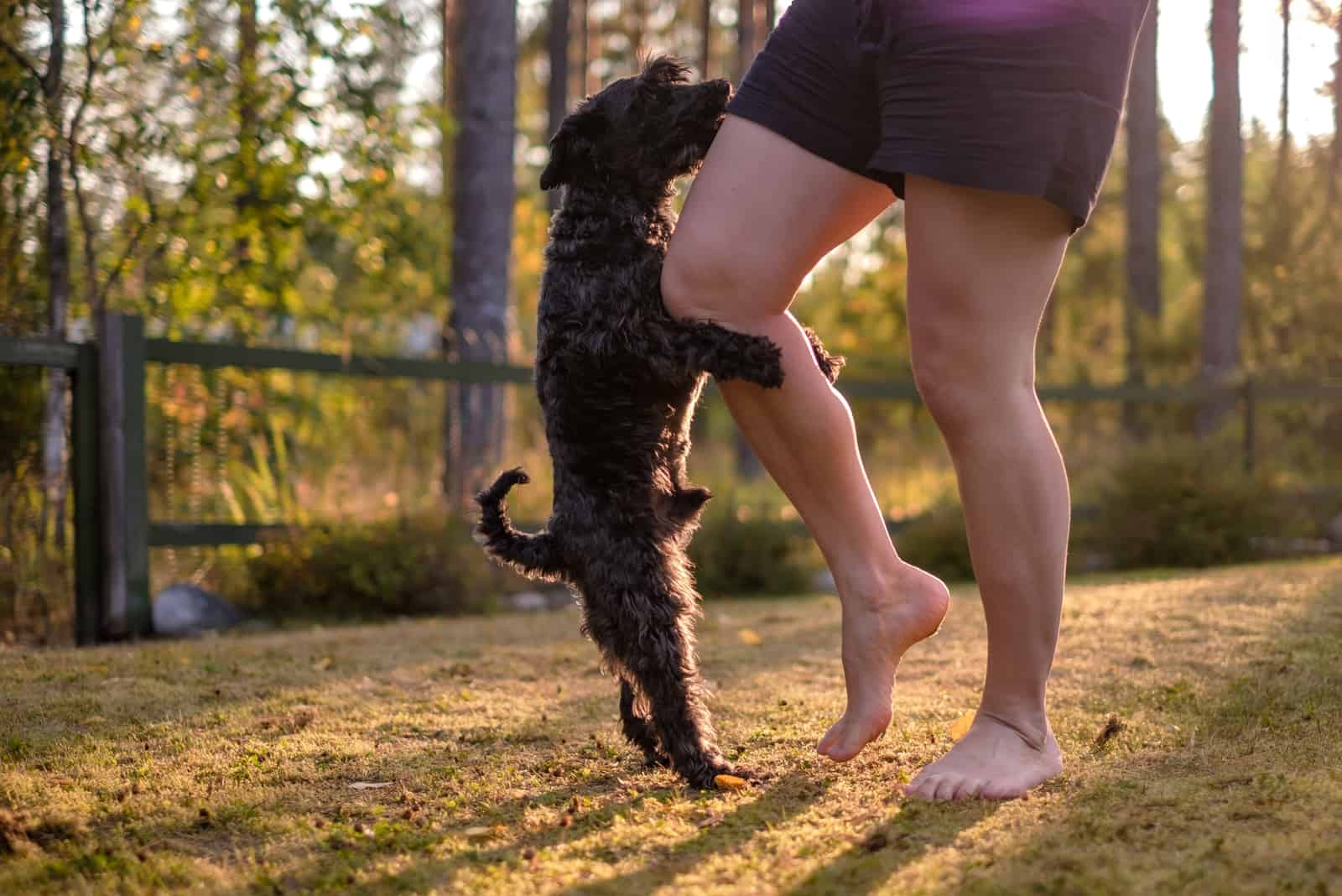 dog humping owner's leg