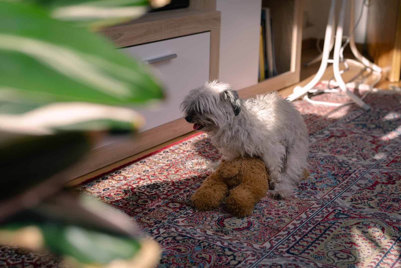 dog humping teddy bear