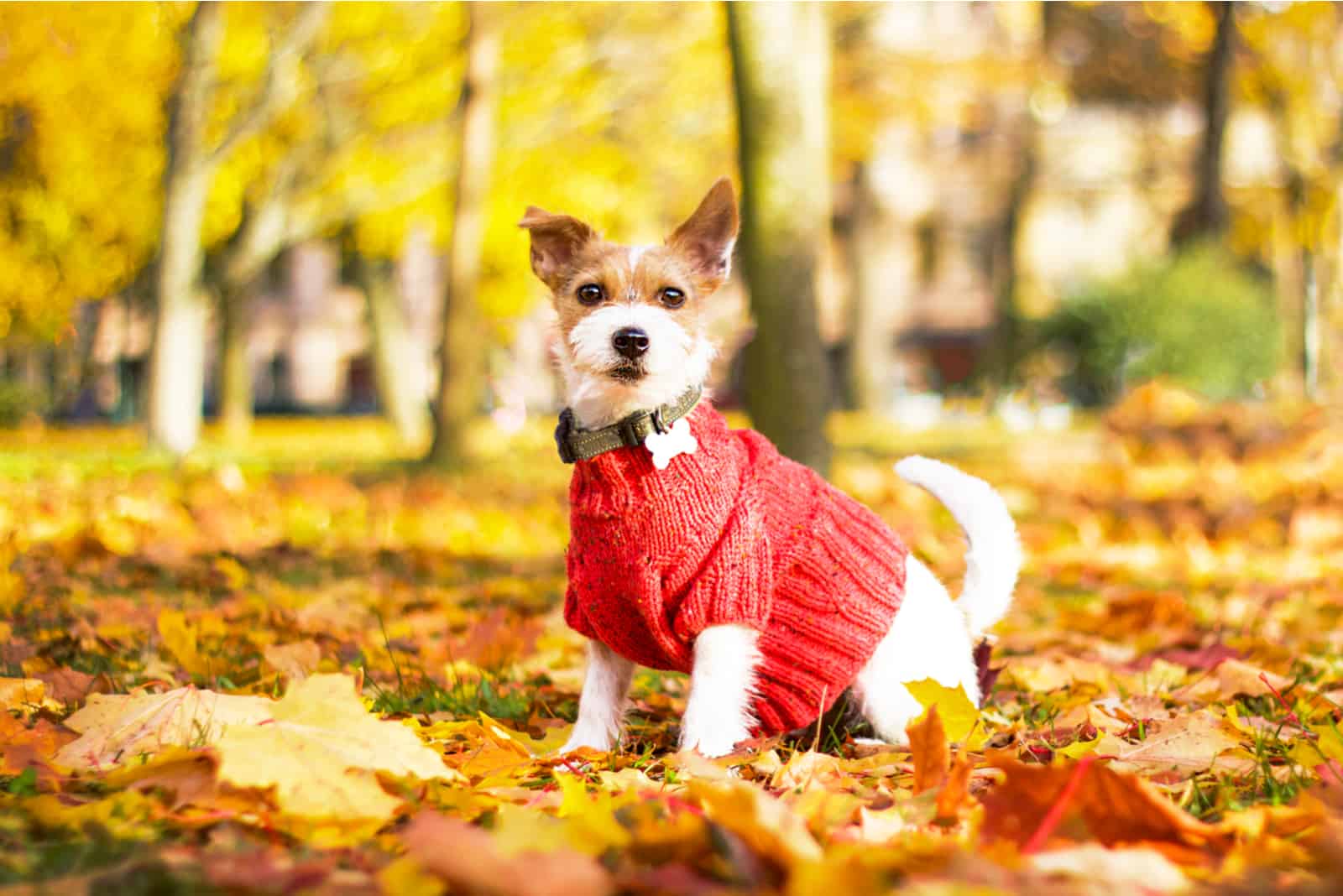 dog in doggy sweater