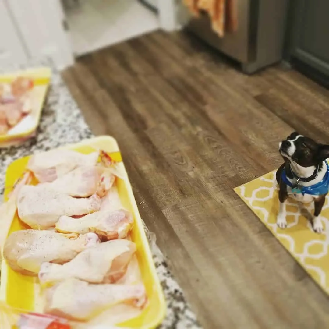 dog looking at chicken on counter