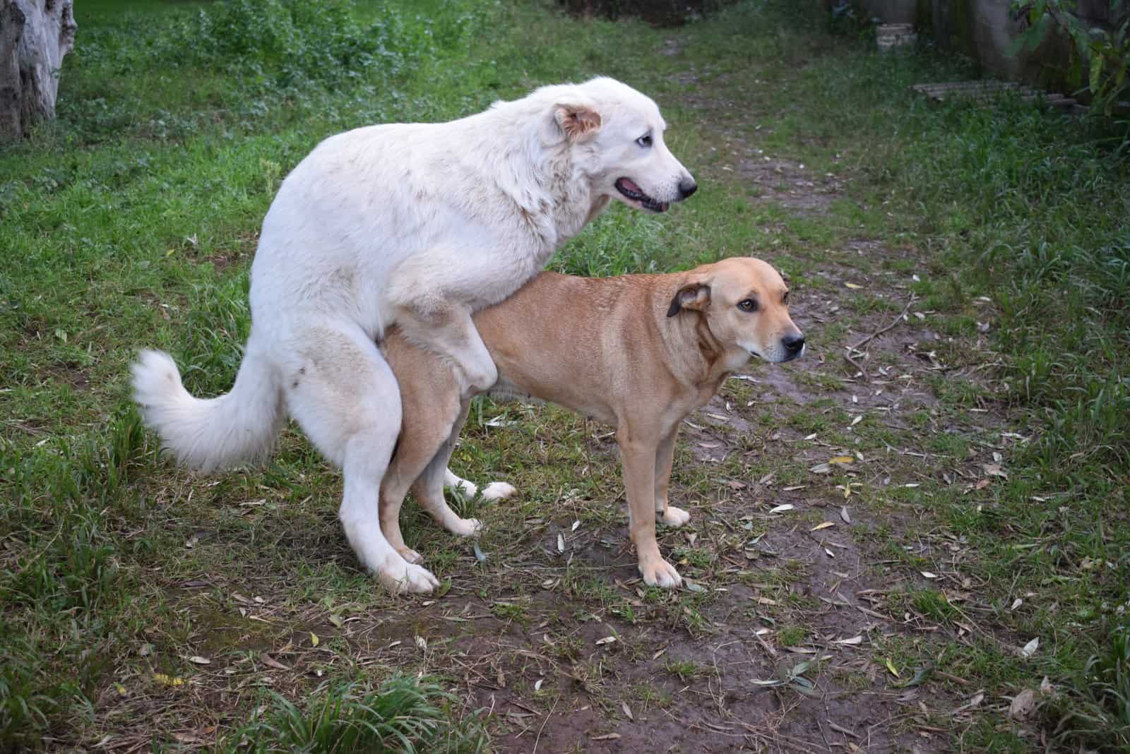 dog mounting other dog