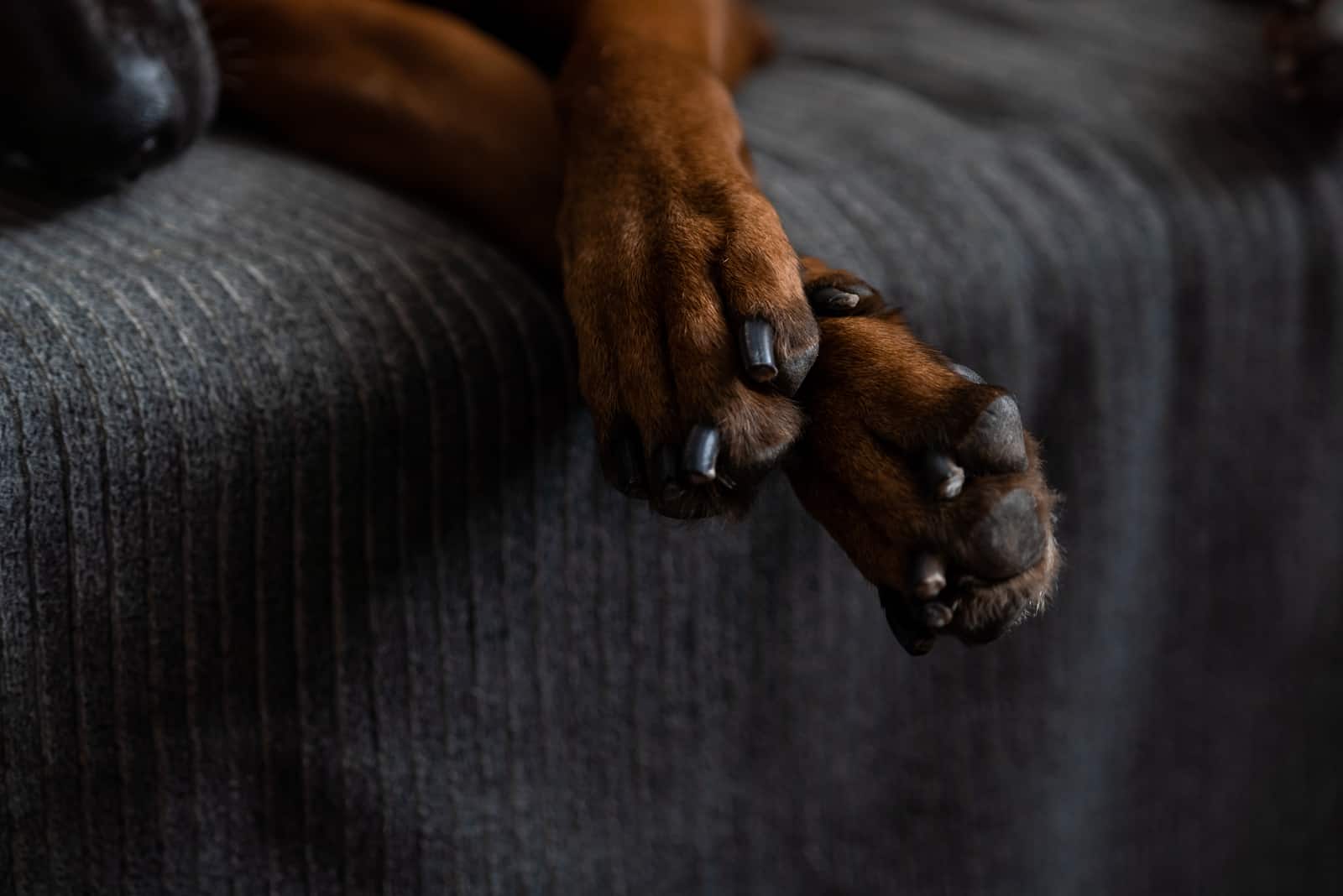 dog paws on dark bed