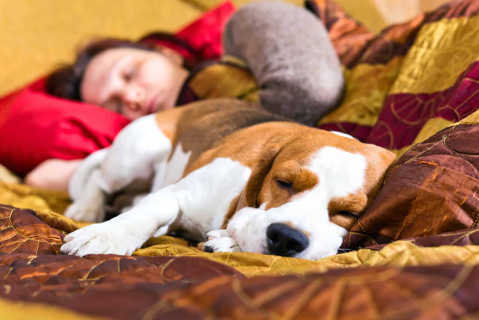 dog sleeps next to a woman