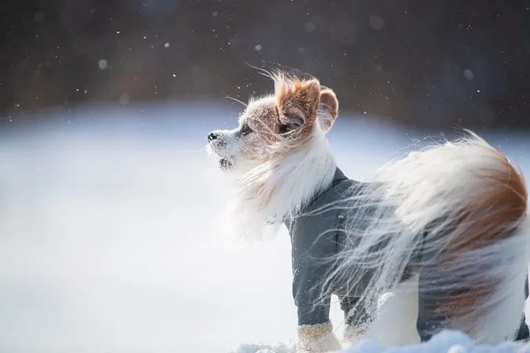 dog standing in snow looking into distance