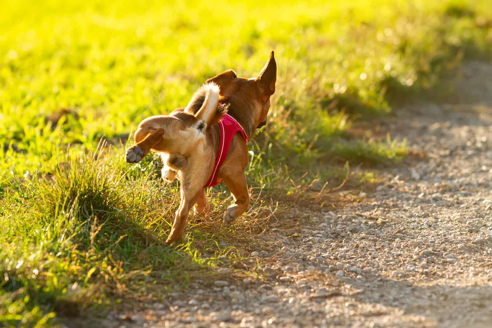 dog urinating on grass