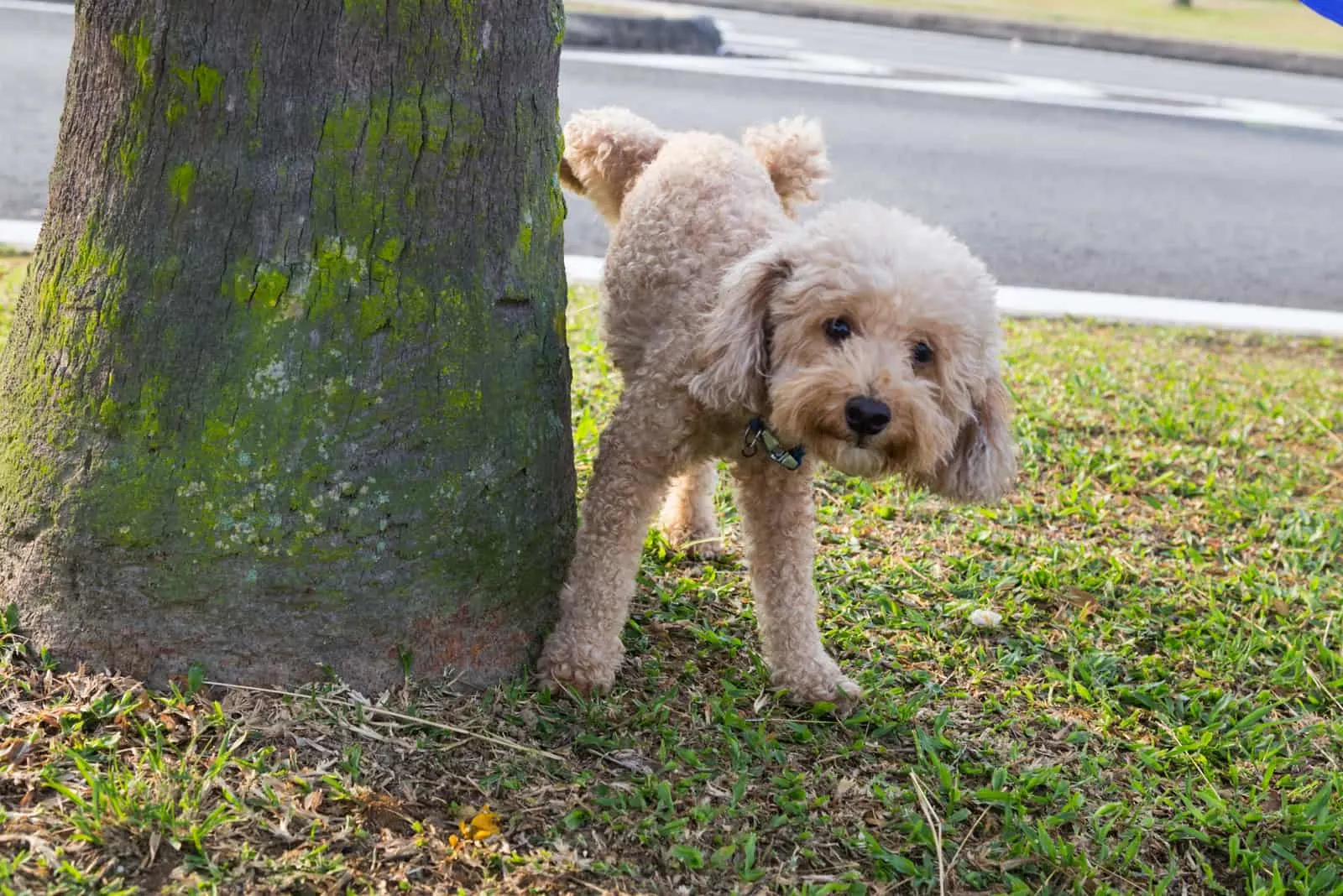 dog urinating on tree