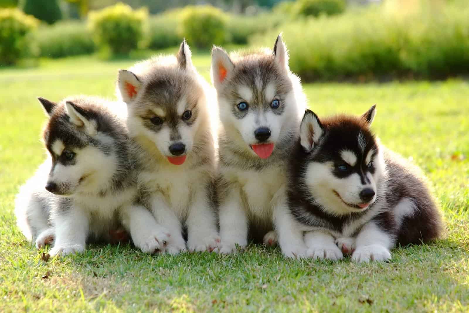 four siberian husky puppies