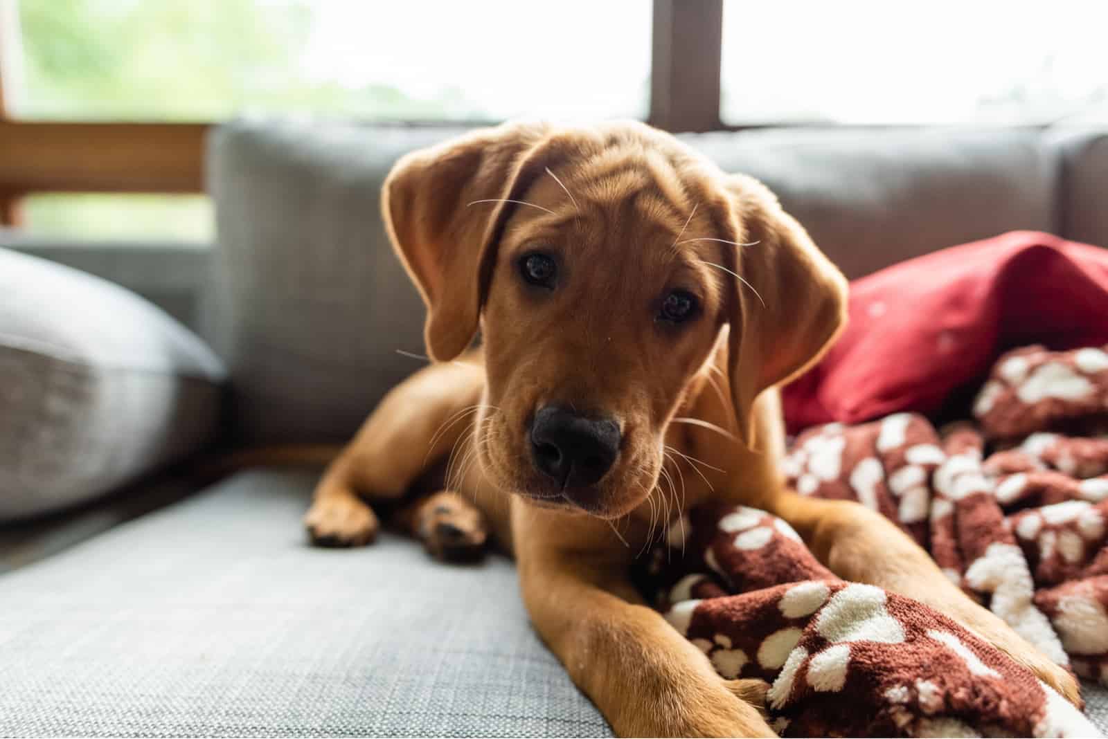 fox red labrador puppy on the couch