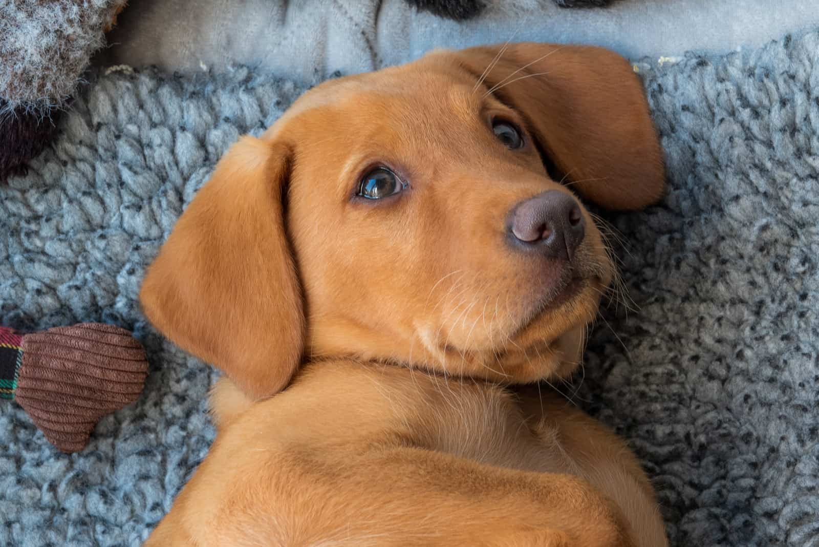 fox red labrador retriever puppy relaxing in his bed