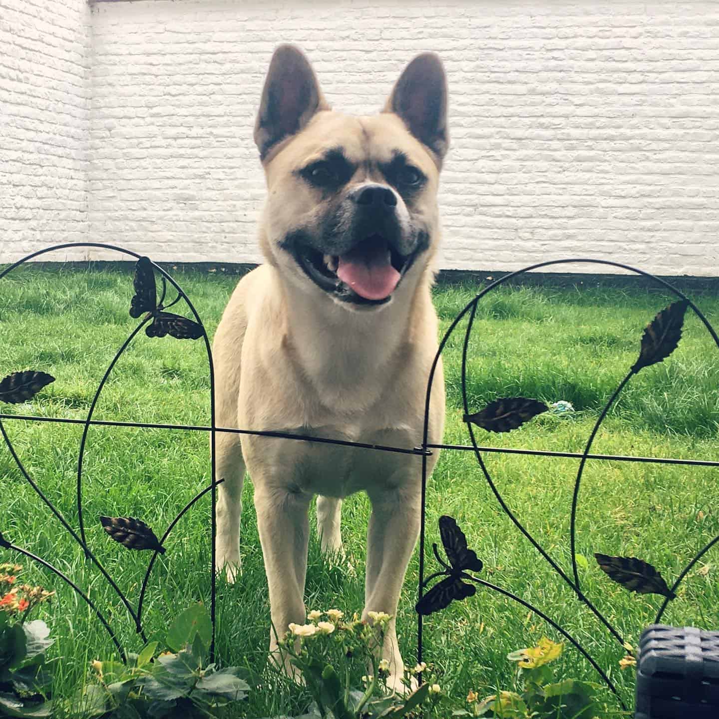 french bulldog husky mix standing on the green grass