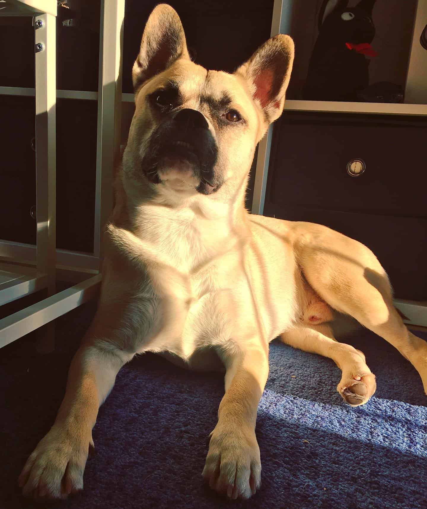 french bullsky enjoying the sunlight at home