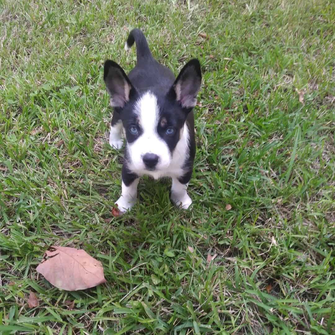 french bullsky puppie with blue eyes standing on the grass