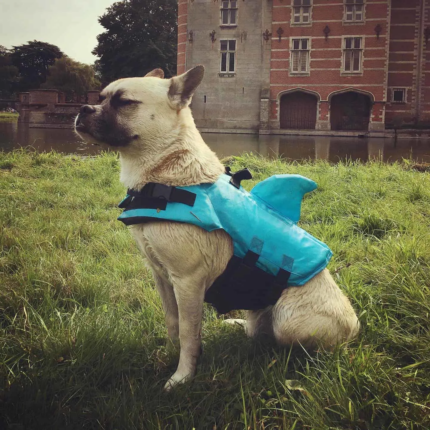 french bullsky wearing blue dog jacket while sitting on the grass